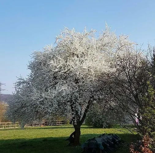 Appartement Albrecht Guest Kembs